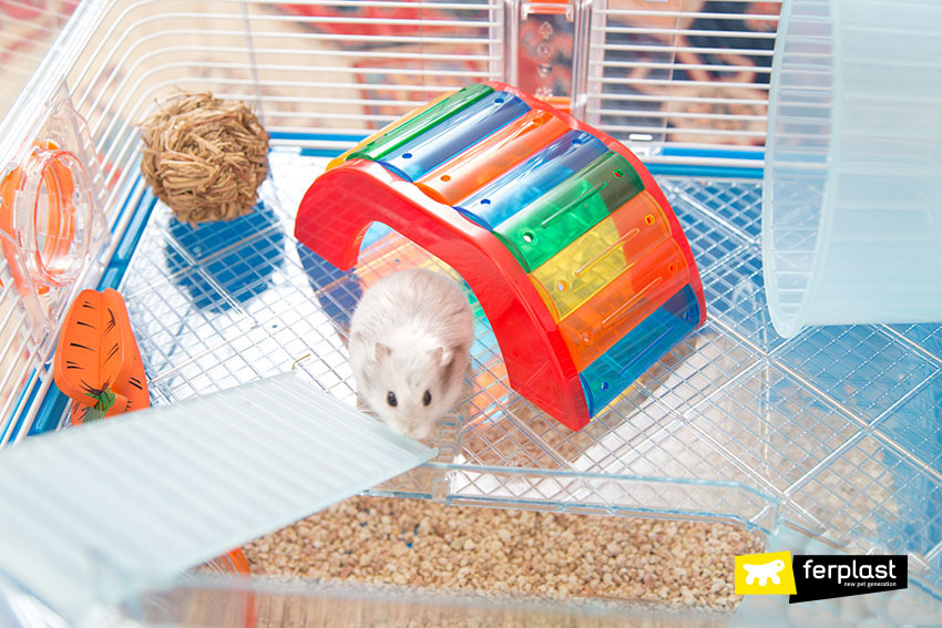 Can 2 hamsters share a outlet cage