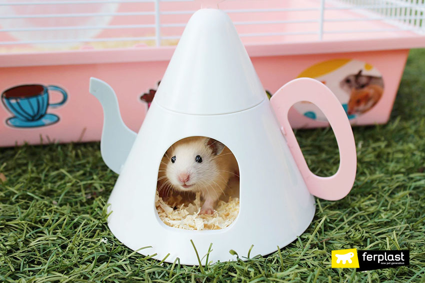 Everything you need to know before getting a Hamster