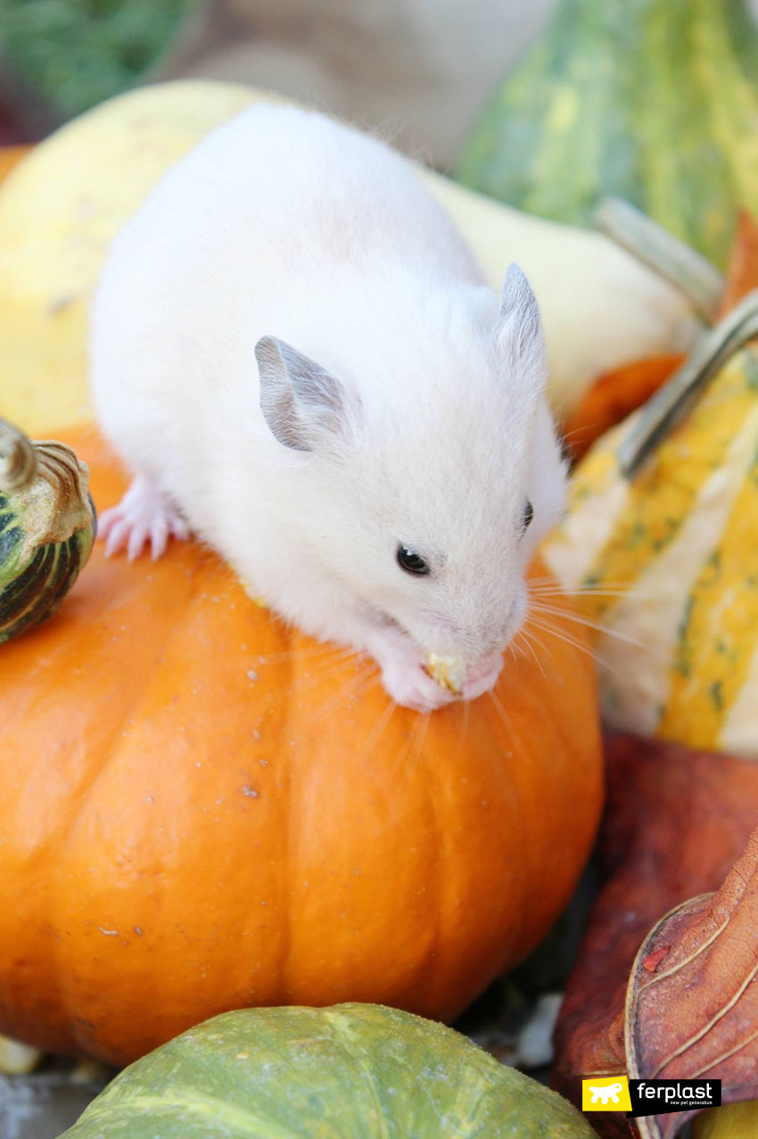 Can dwarf shop hamsters eat pumpkin