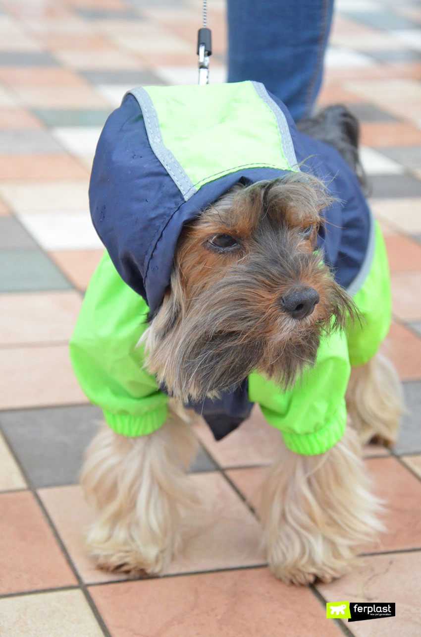 Deodorante per cani: rimedi al cattivo odore