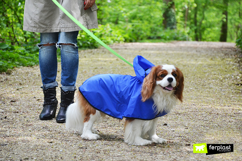 Deodorante per cani: rimedi al cattivo odore