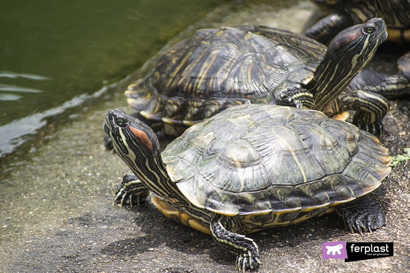 Come Si Chiama Il Guscio Della Tartaruga.Riconoscere Le Tartarughe D Acqua Specie E Caratteristiche Love Ferplast