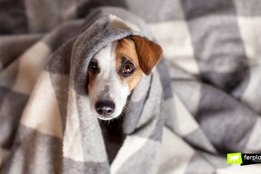 Cane ha freddo sotto le coperte