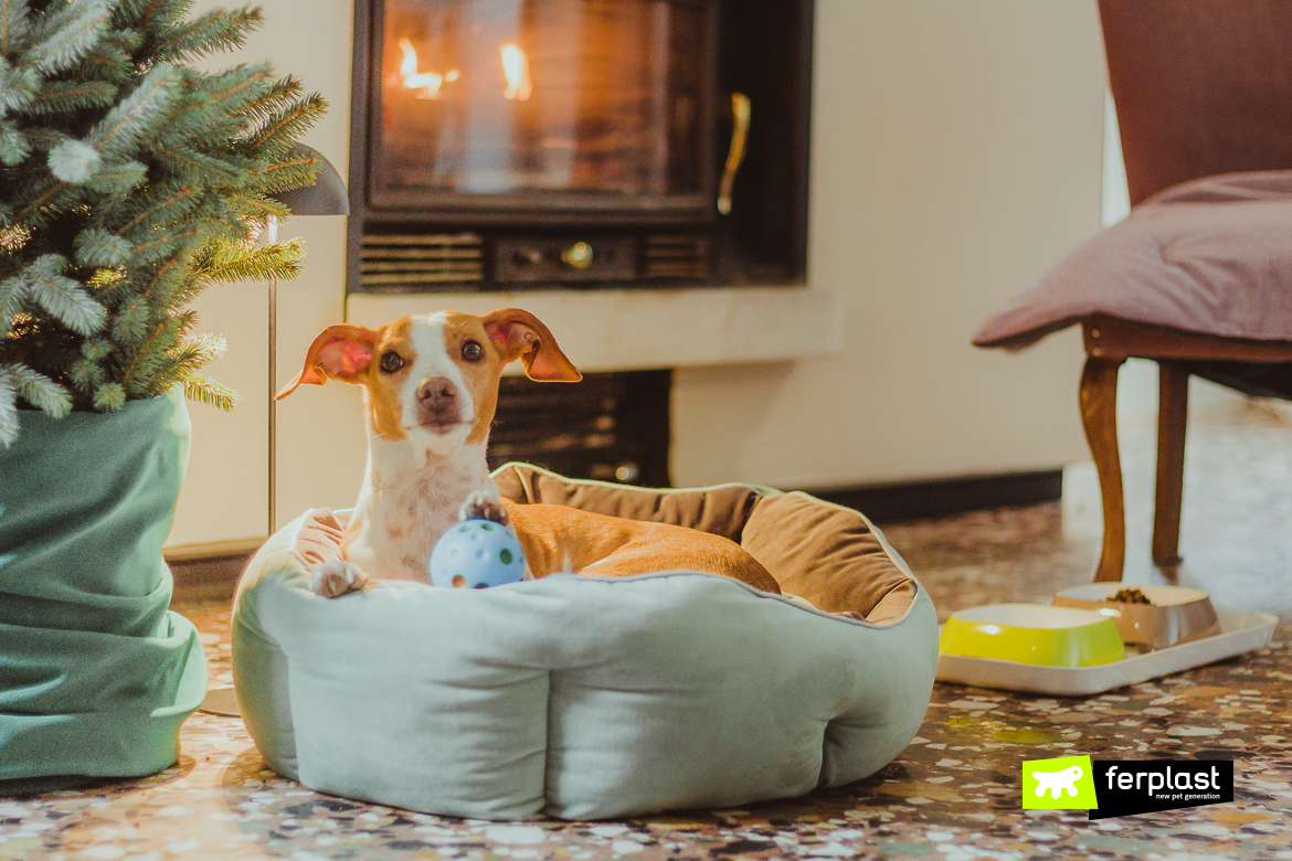 Dog in a Ferplast bed