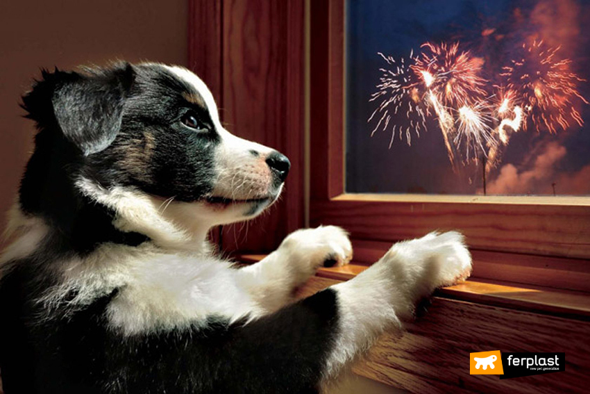 why do dogs hate fireworks