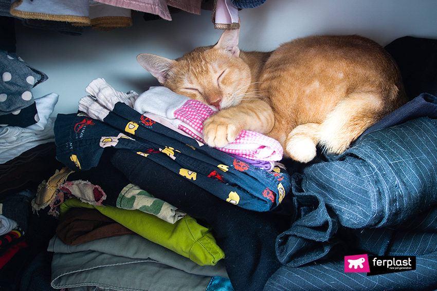 5 Strange Places Where Cats Like To Sleep Love Ferplast