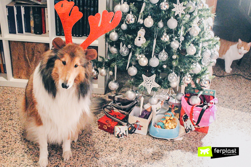 Natale da cani: la gift guide 2019 – BRACCHI REGGIANI