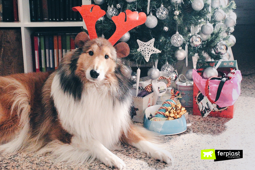 Regali Di Natale Per Cani.Cani E Regali Di Natale Cucce E Accessori Per Cani Di Taglia Grande Love Ferplast