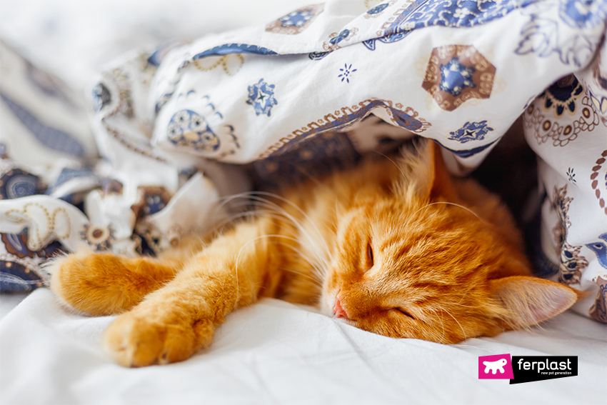 5 Strange Places Where Cats Like To Sleep Love Ferplast