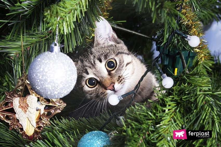 Foto Di Gatti Di Natale.Come Salvare L Albero Di Natale Dal Gatto Consigli E Nuovi Giochi Love Ferplast