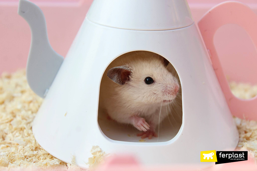 Can hamsters eat store honey nut cheerios