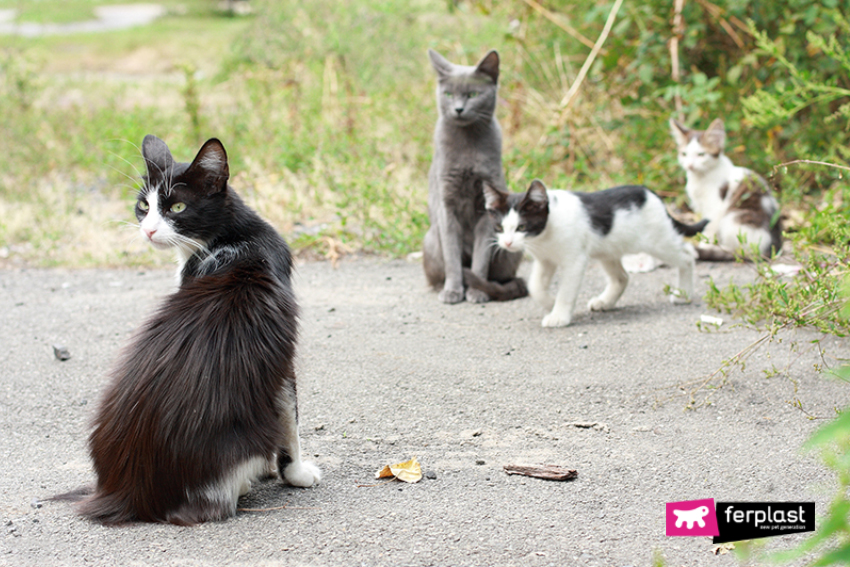 Questa cuccia per gatti randagi li tiene al caldo e al sicuro , Questa  cuccia per gatti randagi li tiene al caldo e al sicuro d'inverno. 🐱 ❄️