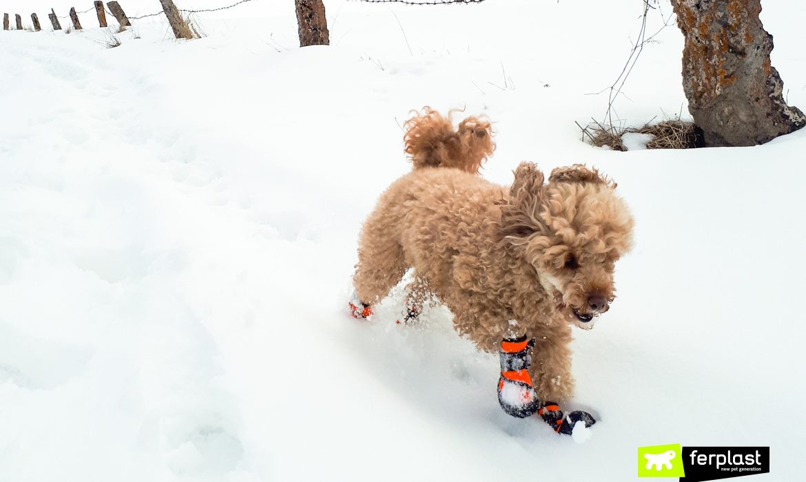 Cão na neve com sapatos Ferplast