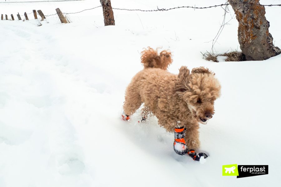 Cão na neve com sapatos Ferplast