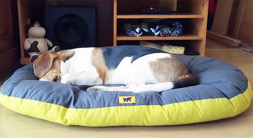 beagle-cão-relax-ferplast-inverno