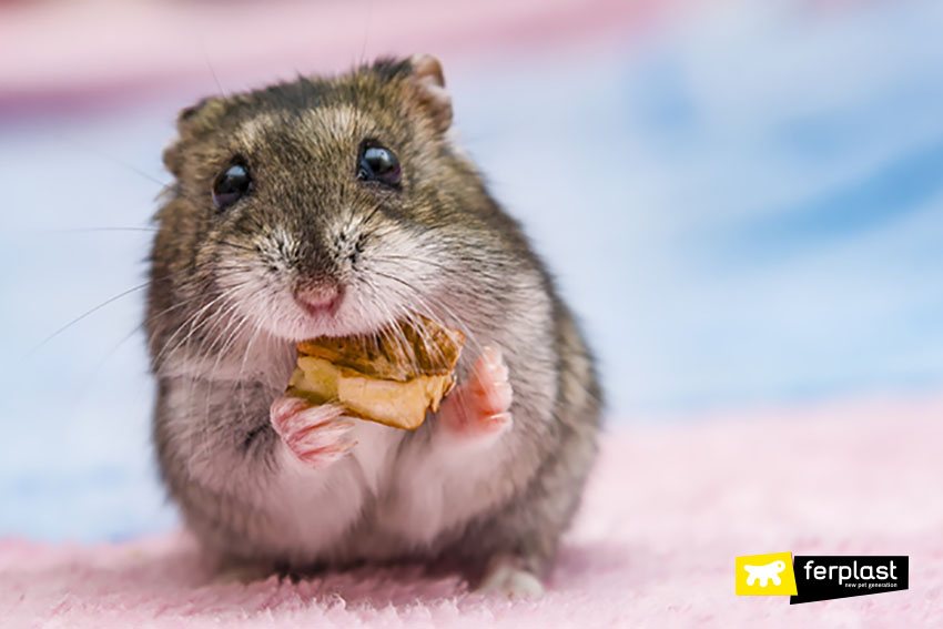 Djungarian Hamster - Facts, Diet, Habitat & Pictures on