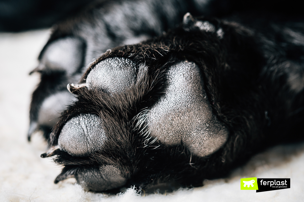 Detail of dog paw