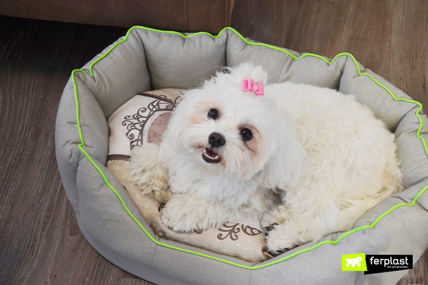 are maltese terrier cat friendly