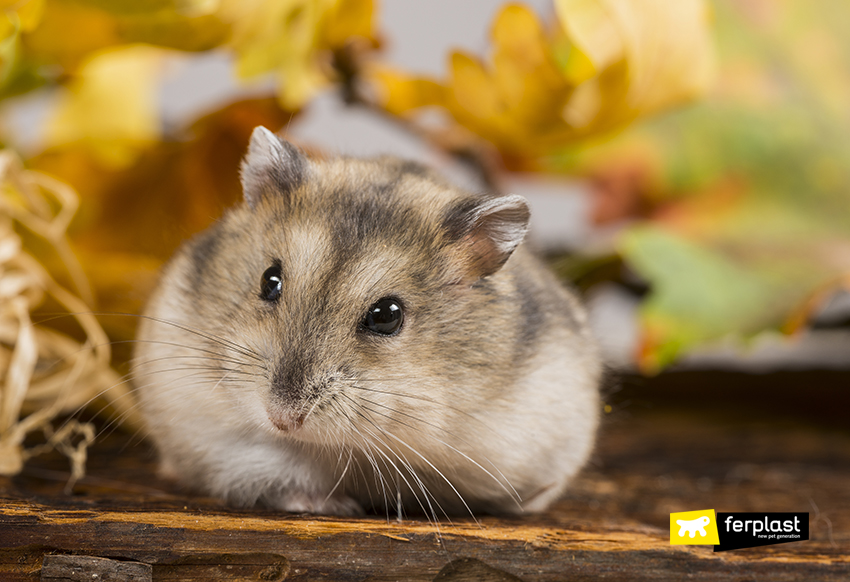 Syrian Vs. Siberian Hamsters