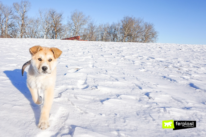 zampe congelate dalla neve come curare i geloni sulle zampe del cane love ferplast