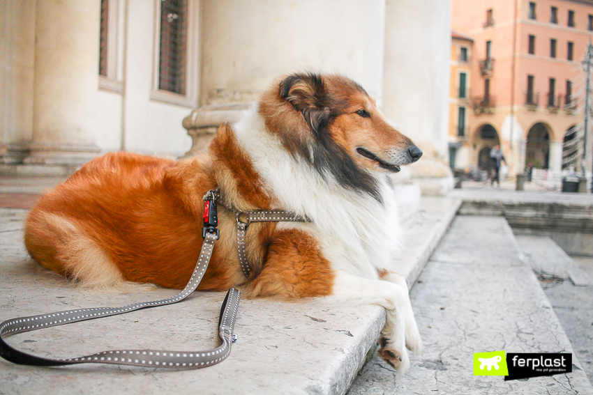 Best collar sale for rough collie