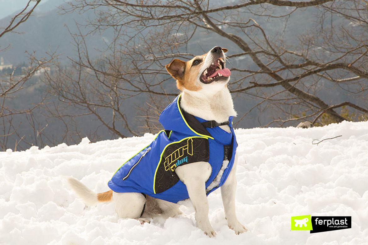 Dog on the snow with Ferplast protective coat