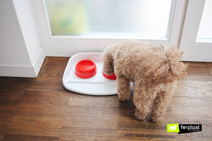 how do you keep hardwood floors clean with dogs