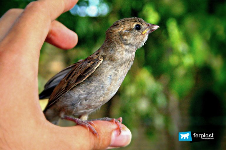 How to help a baby bird that fell of the nest what to do