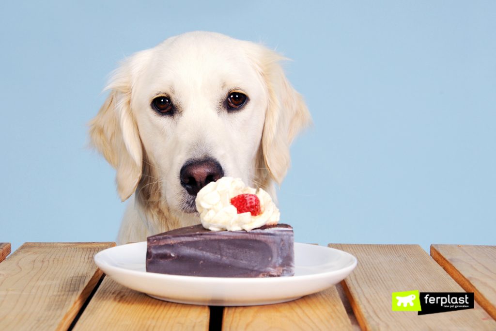 can a dog eat cake