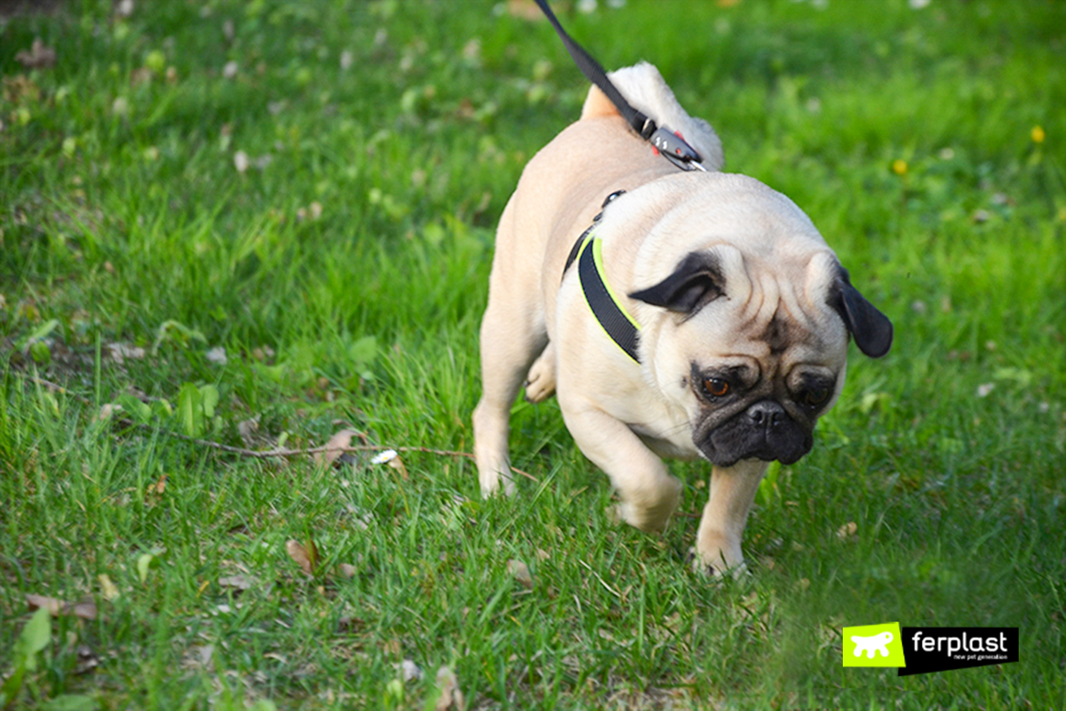 how to keep your dog from eating grass