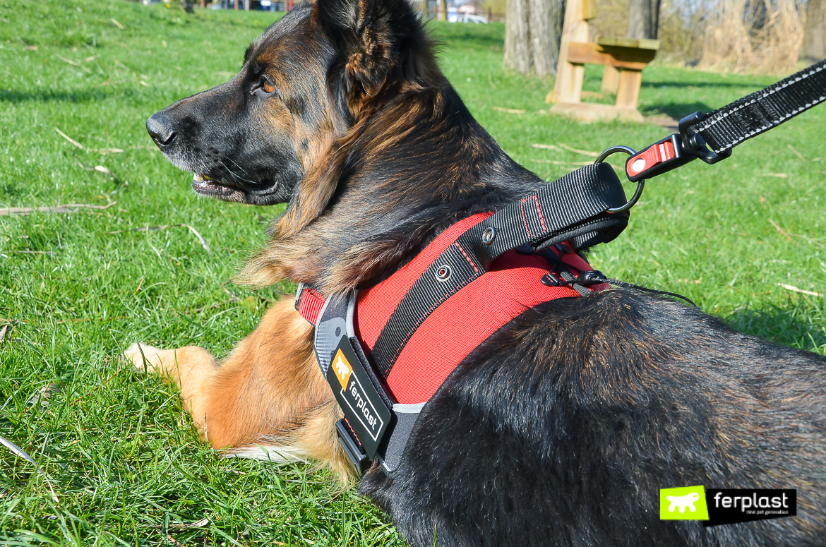 Ferplast best sale dog harness