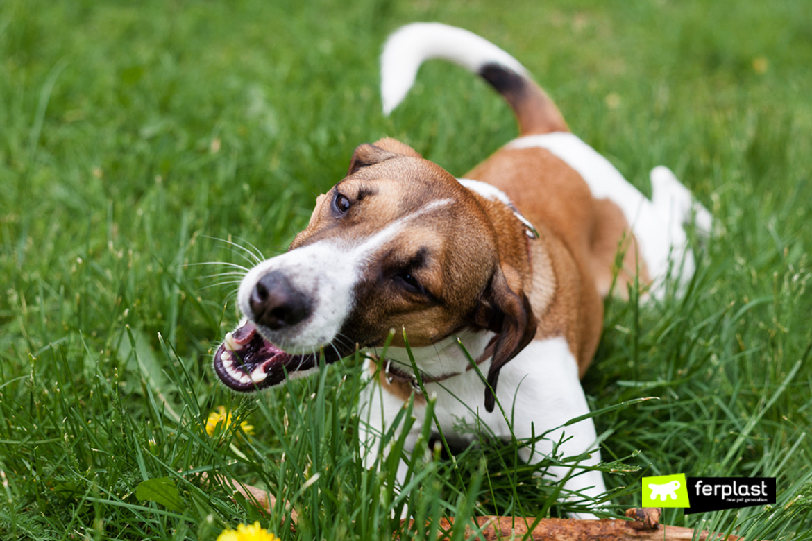 Why do beagles eat 2024 grass