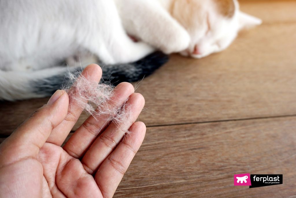 LE ALLERGIE PRIMAVERILI GATTO SINTOMI E RIMEDI