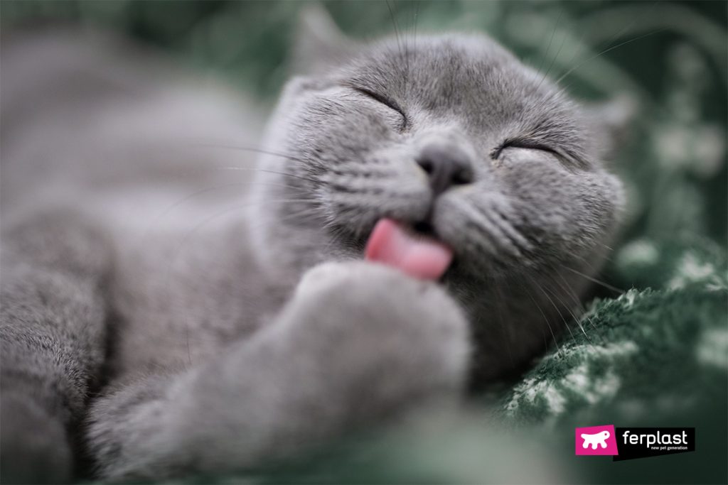 Understandig cat behaviour why do cats lick their owners 