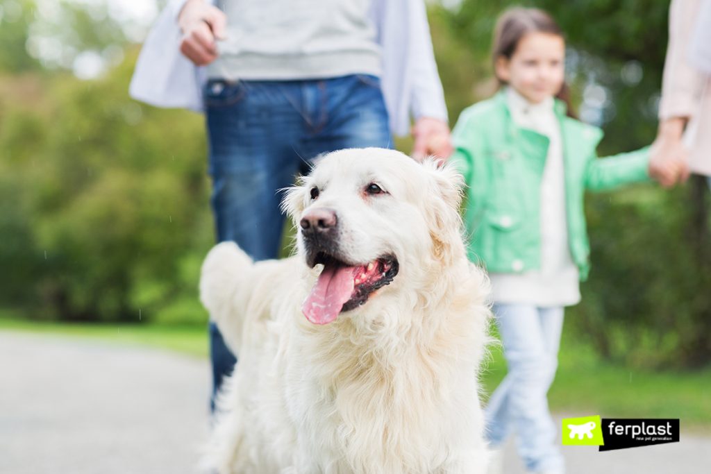 a museum about dogs should allow dogs to visit