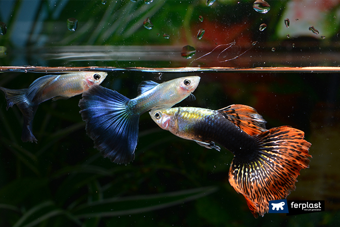 Acquario piccolo: perchè evitare i pesci rossi - AquaYama