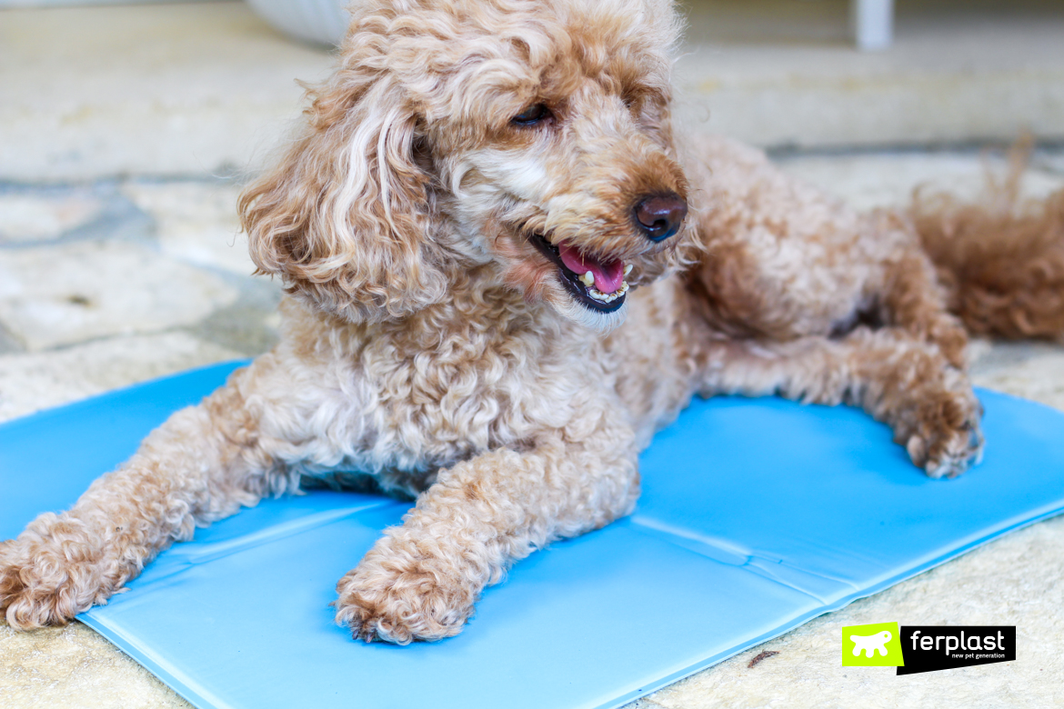 Do cooling pads for deals dogs work