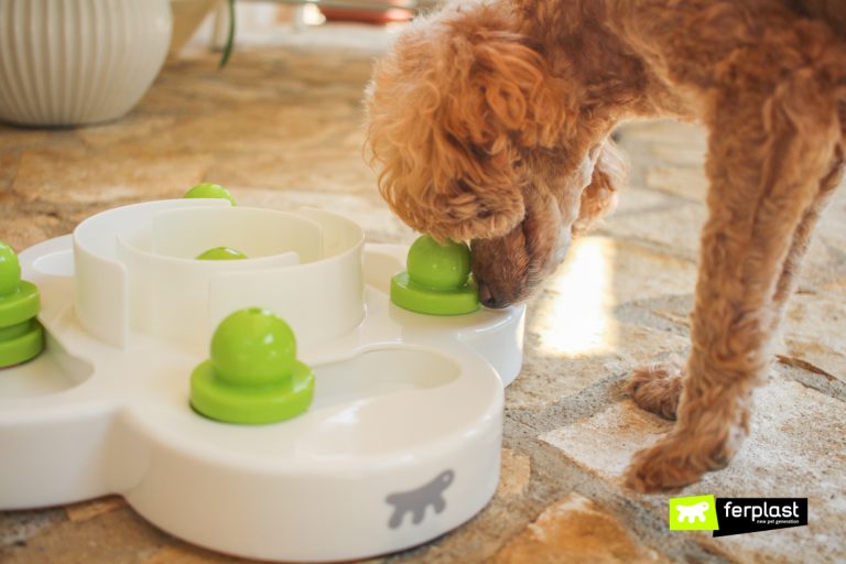 Interactive Games For Dogs