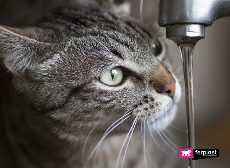 Why Do Cats Hate Water?