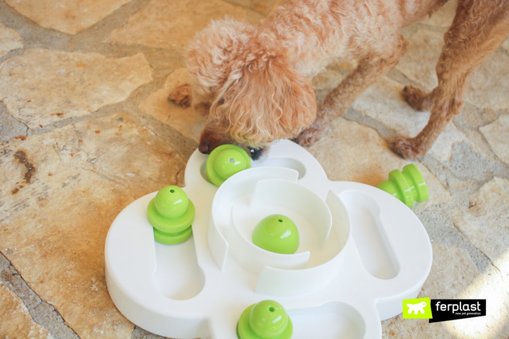 Interactive Games For Dogs