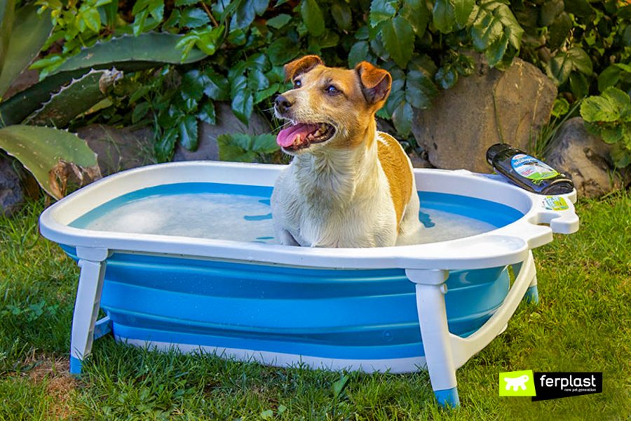 Wash the Dog Using Natural Remedies