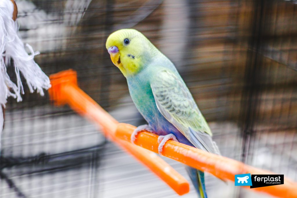 type of parakeets