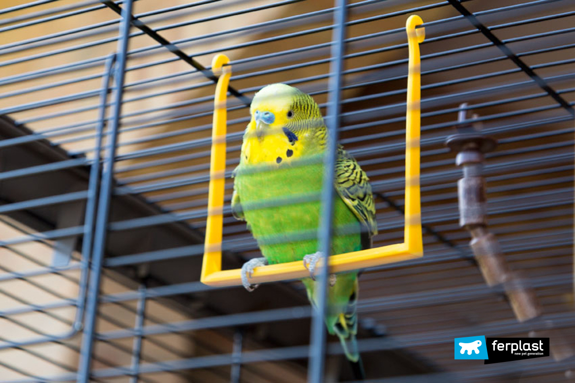 green parakeet with blue tail