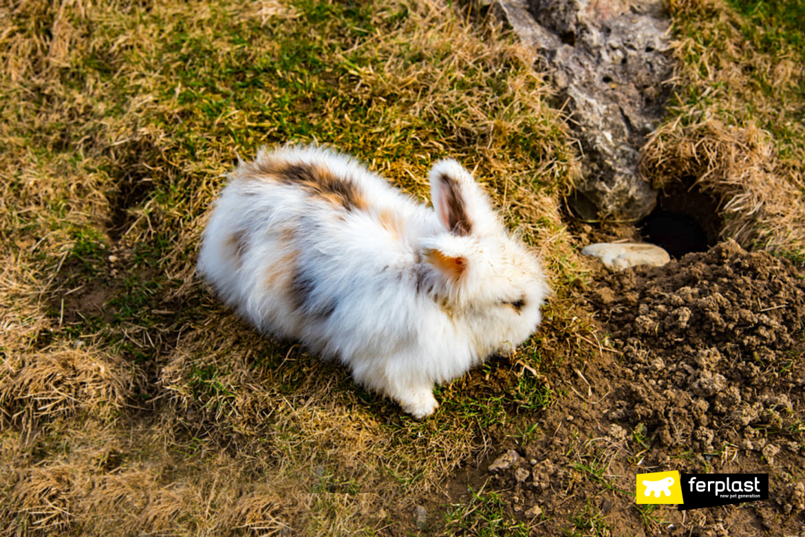 rabbits digging holes