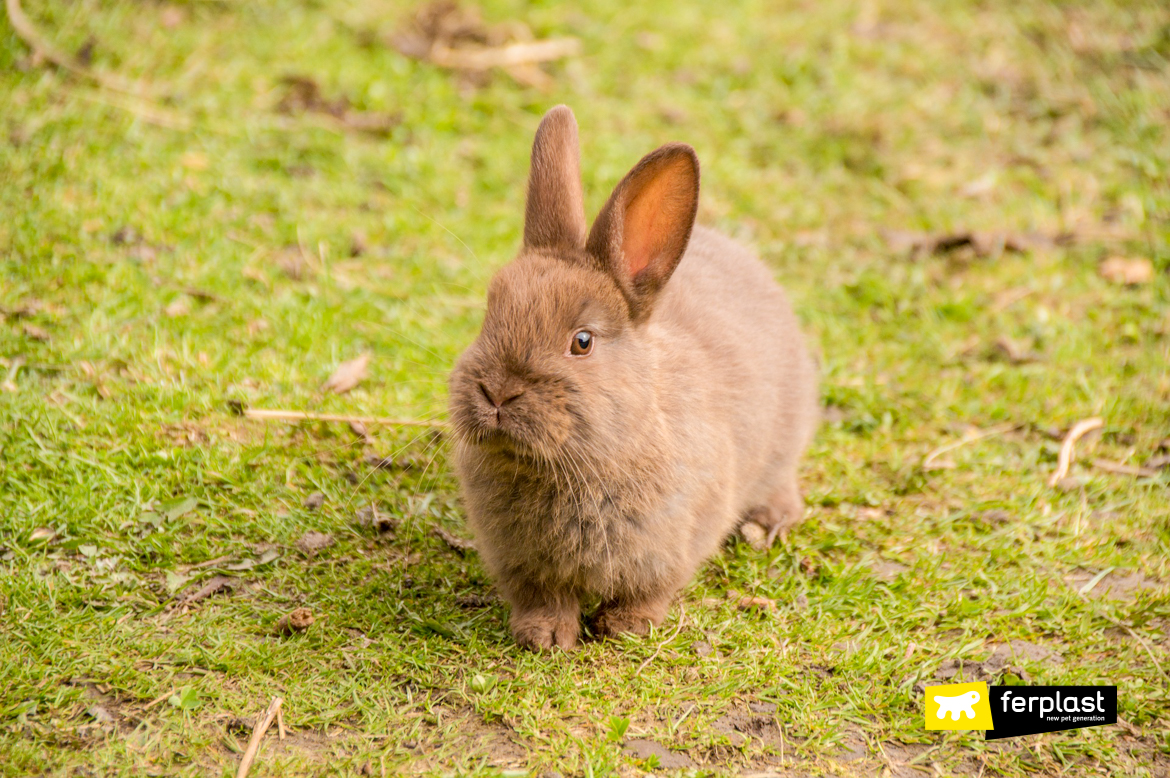 rabbits digging holes