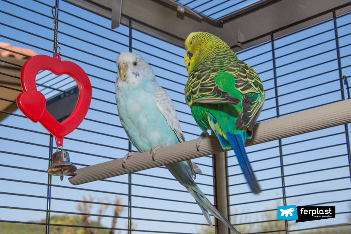 green and blue parakeet