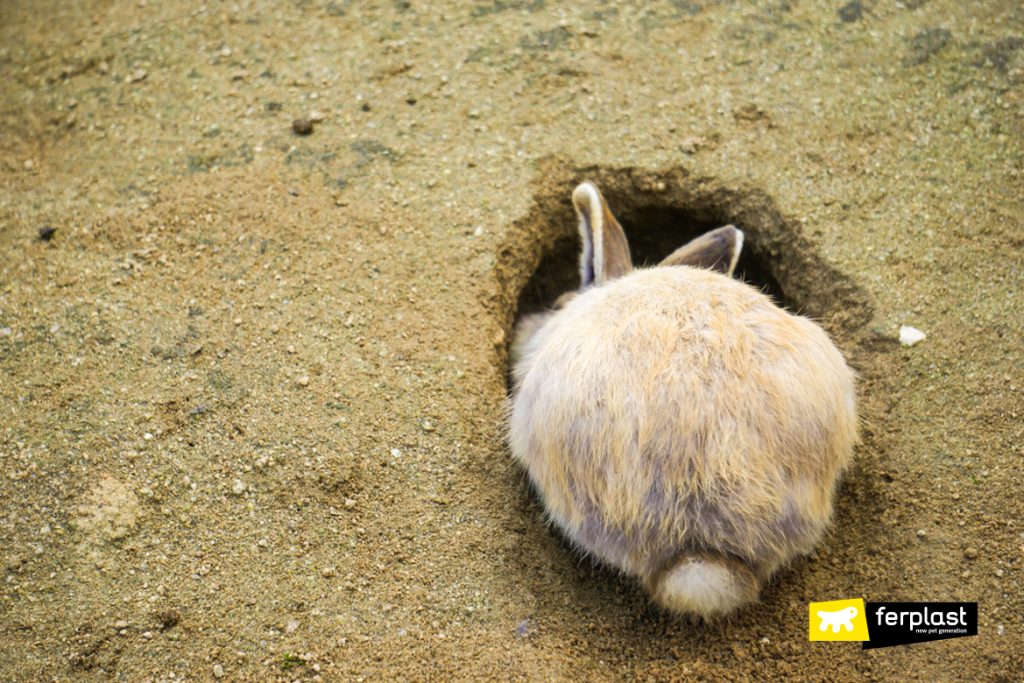 rabbits digging holes