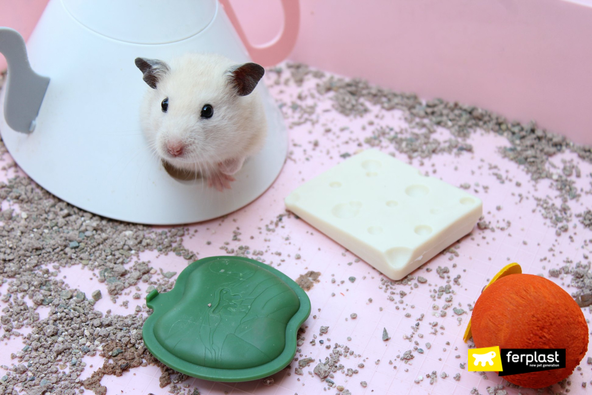 Hamster Teeth: How To Keep Them Clean And Healthy With Gnawing Toys