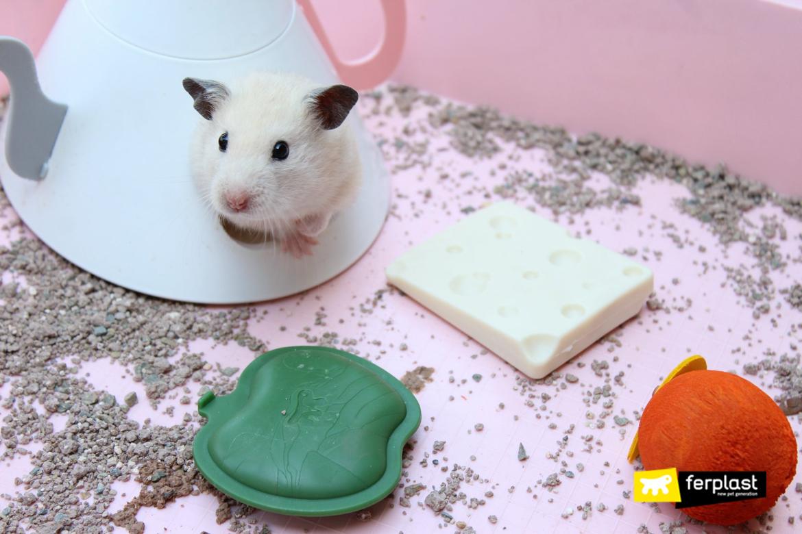 Here's How To Keep Your Hamster Healthy For A Long Time