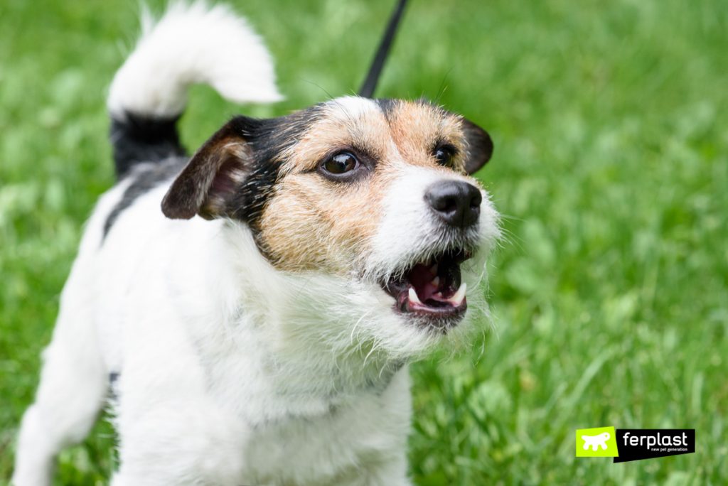 Why Doesn’t my Dog Bark?